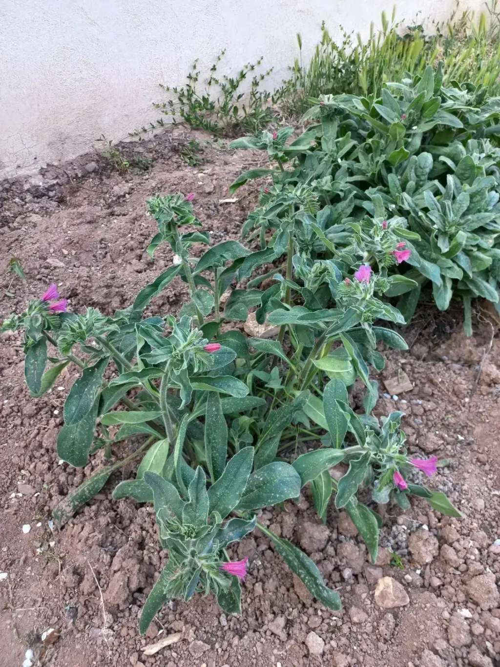 فروش خانه و ویلا 295 متری در پارک شهر - تصویر 13