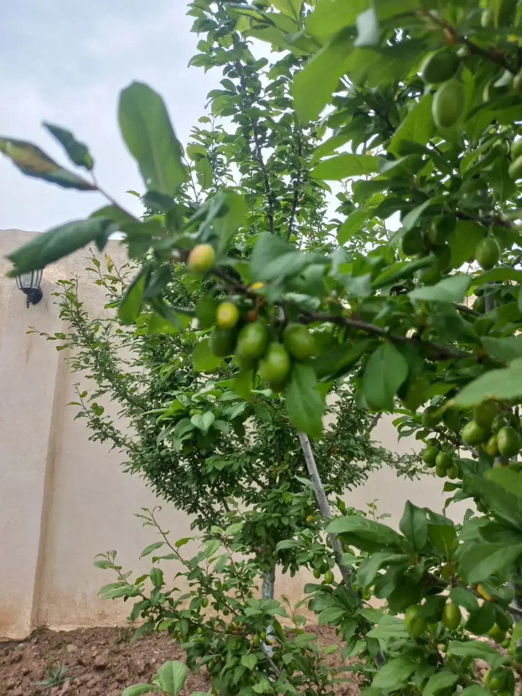 فروش خانه و ویلا 295 متری در پارک شهر - تصویر 18