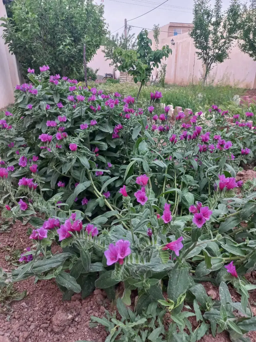 فروش خانه و ویلا 295 متری در پارک شهر - تصویر 17