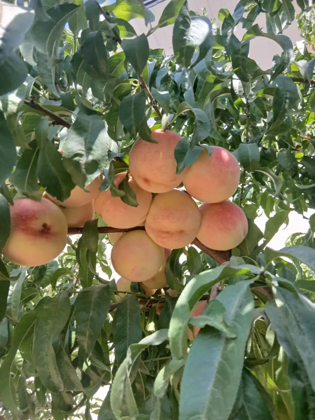فروش خانه و ویلا 711 متری در صد دستگاه - تصویر 10