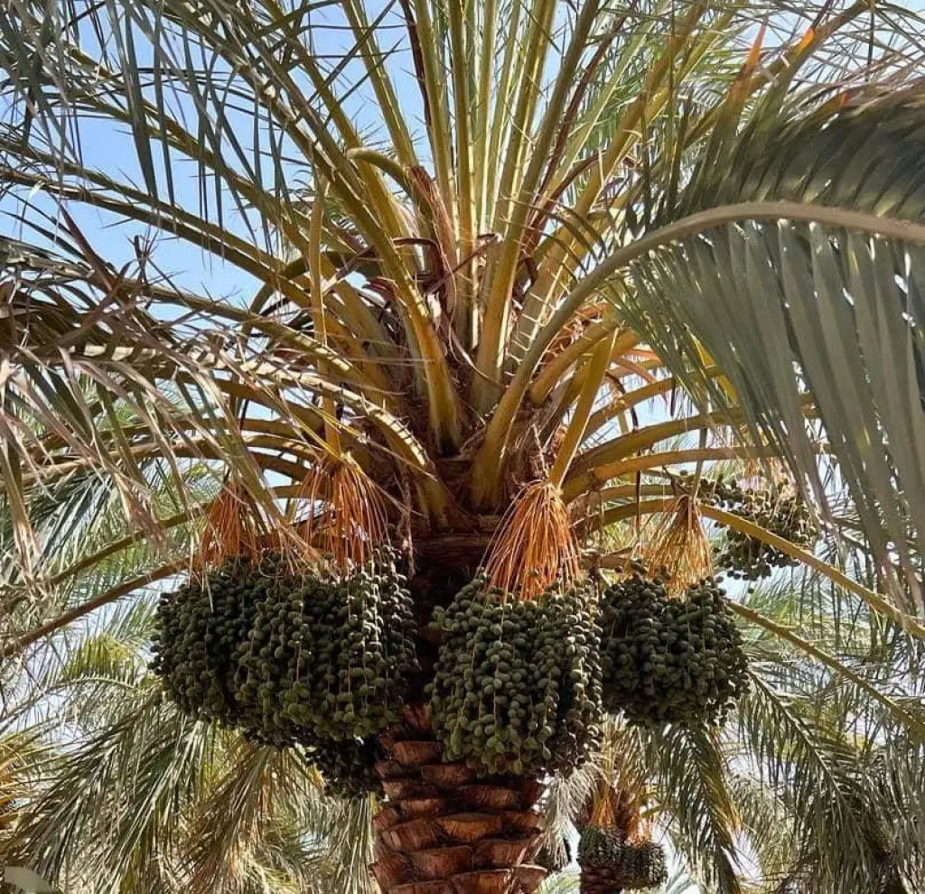 فروش اداری و تجاری 500000 متری در پاسداران