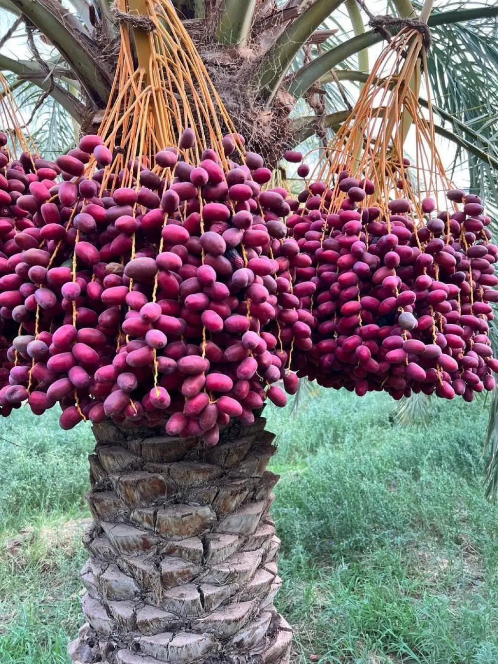فروش اداری و تجاری 500000 متری در پاسداران - تصویر 2