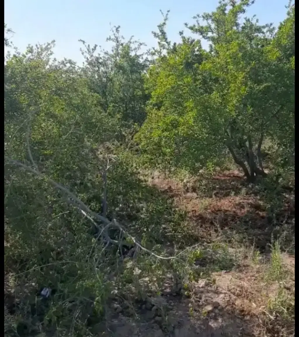 فروش اداری و تجاری 100 متری در میدان میوه و تره‌بار مرکزی - تصویر 2
