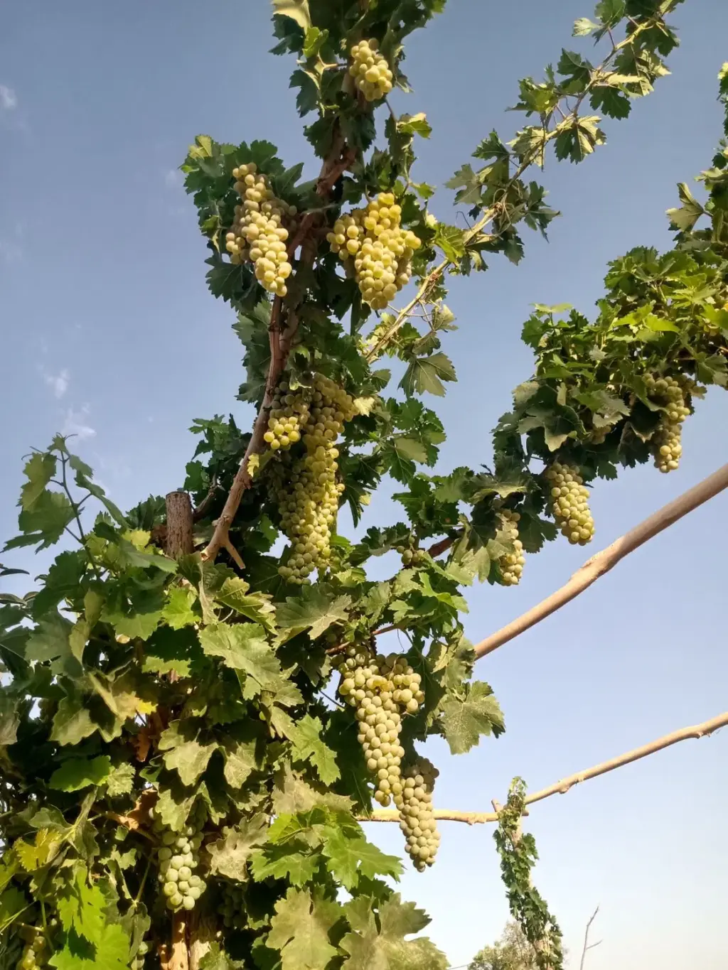 فروش زمین و کلنگی 21 متری در گیشا - تصویر 2