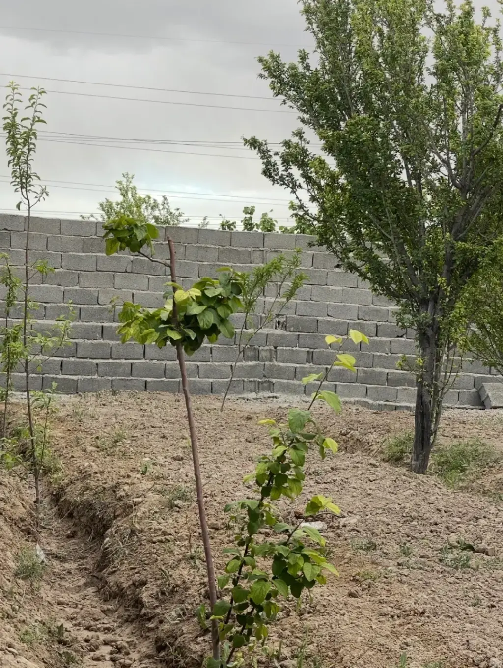 فروش اداری و تجاری 213 متری در سعیدآباد - تصویر 4
