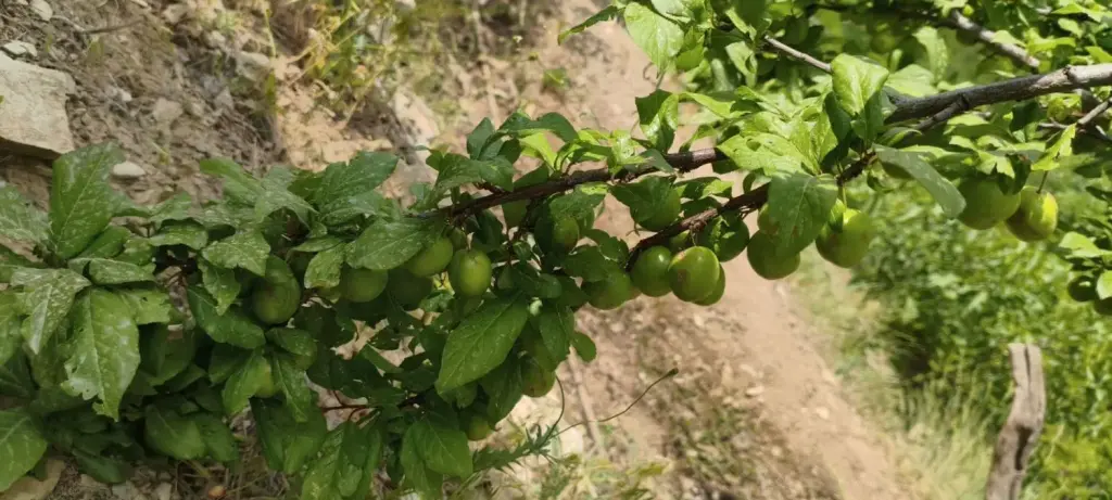 فروش زمین و کلنگی 980 متری در بهاران - تصویر 4