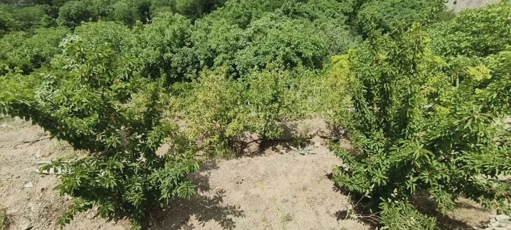 فروش زمین و کلنگی 980 متری در بهاران - تصویر 8