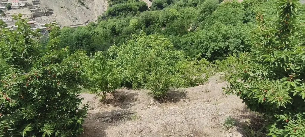 فروش زمین و کلنگی 980 متری در بهاران - تصویر 9