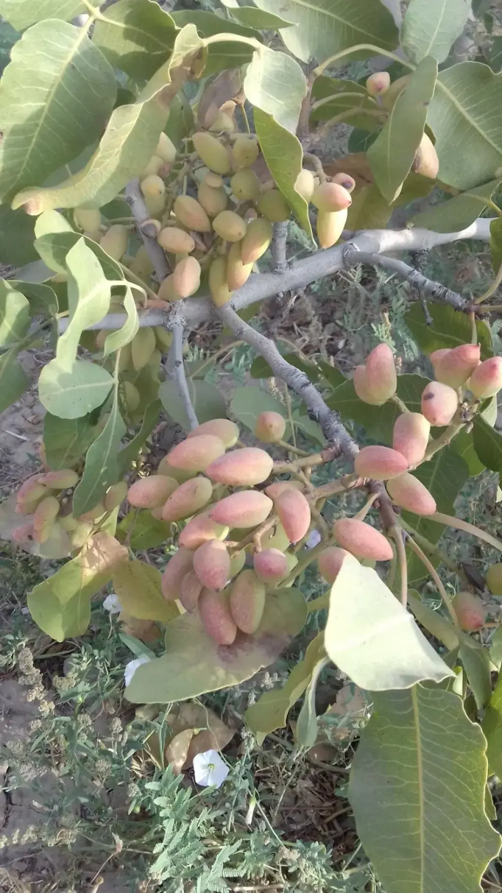 فروش زمین و کلنگی 7200 متری در خاوران - تصویر 2