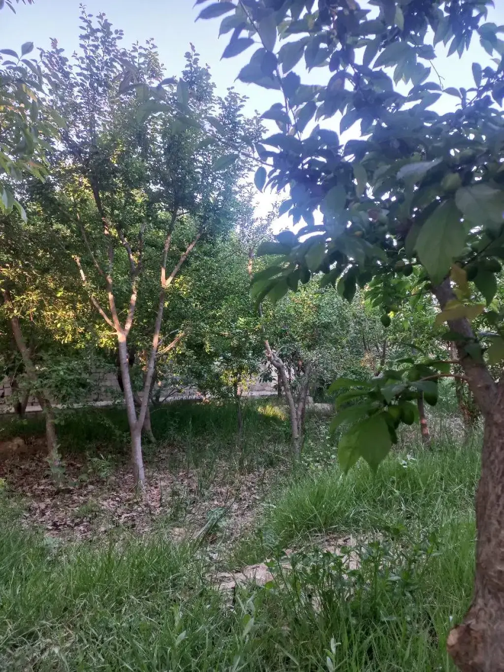 فروش اداری و تجاری 500 متری در هفت چنار - تصویر 6