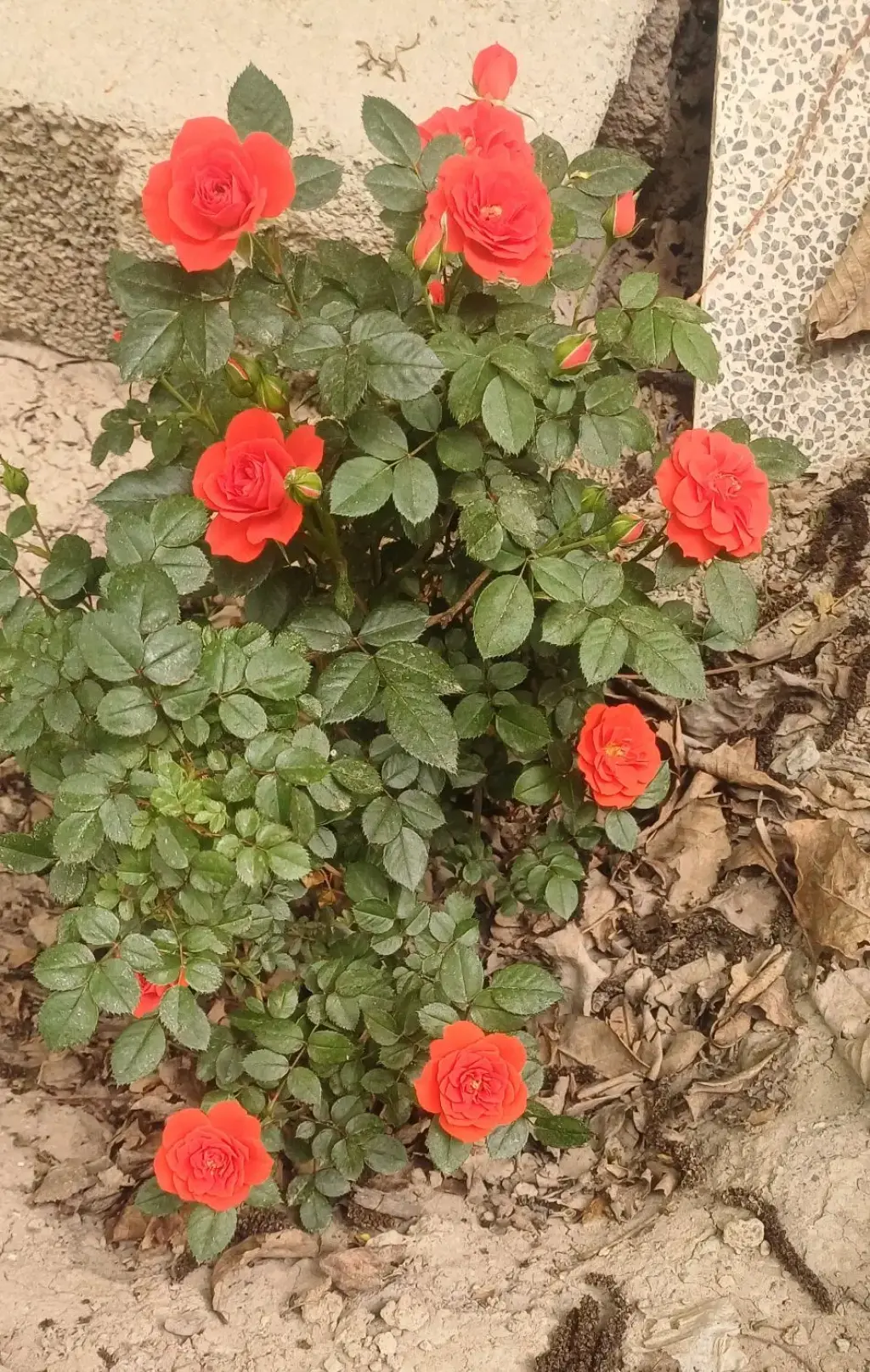 فروش اداری و تجاری 500 متری در هفت چنار - تصویر 10