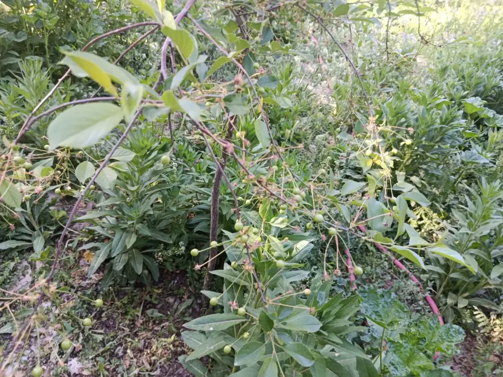 فروش خانه و ویلا 880 متری در اراضی عباس آباد - تصویر 4