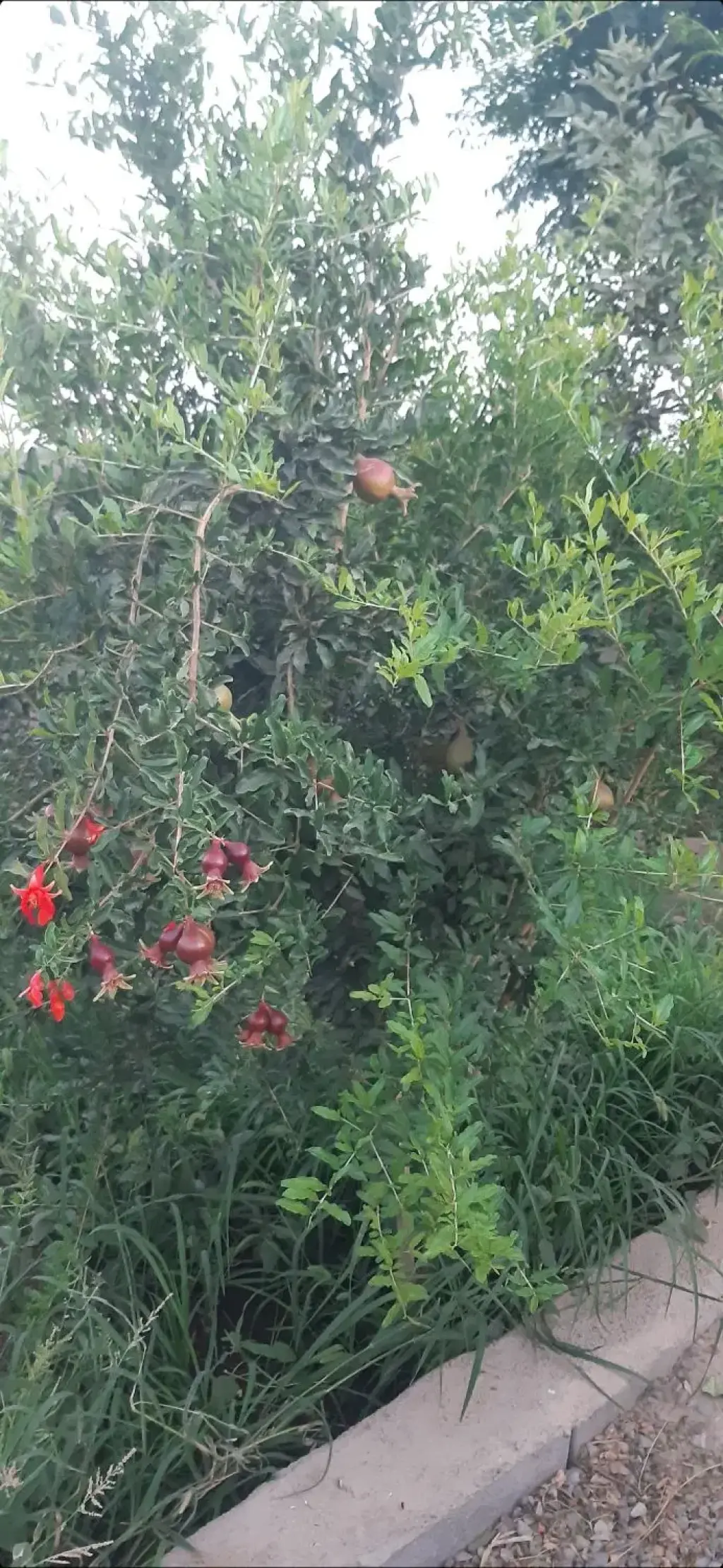 فروش اداری و تجاری 285 متری در کیانشهر - تصویر 17