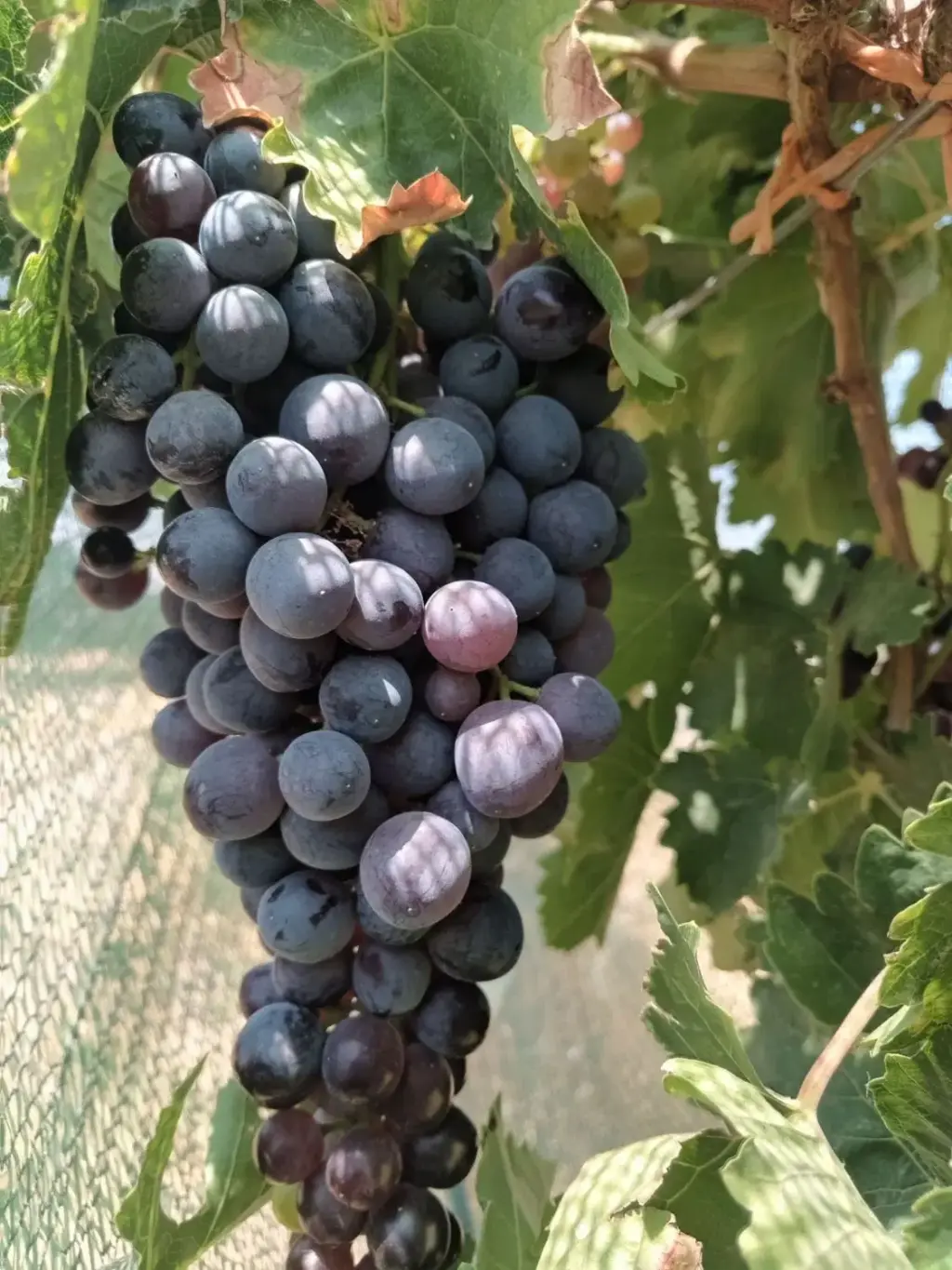 فروش اداری و تجاری 2000 متری در حر - تصویر 4