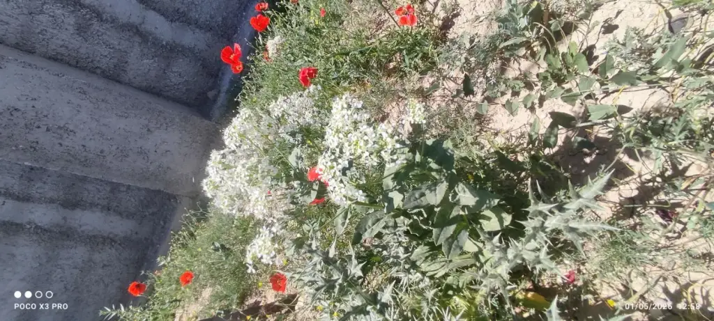 فروش زمین و کلنگی 250 متری در خانی آباد نو جنوبی - تصویر 6