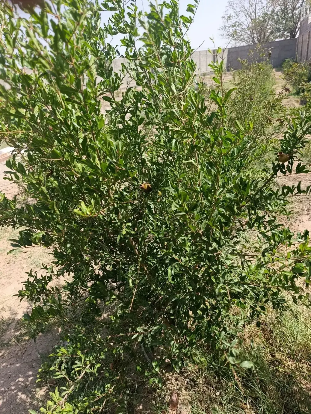 فروش خانه و ویلا 1250 متری در ارجمندی راد - تصویر 4