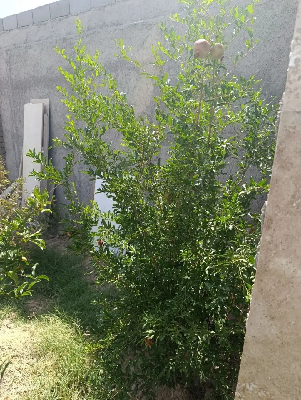 فروش خانه و ویلا 1250 متری در ارجمندی راد - تصویر 3