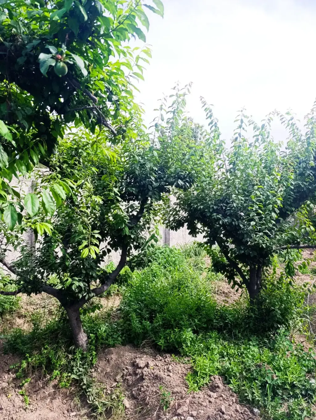 فروش زمین و کلنگی 500 متری در سعیدآباد - تصویر 3