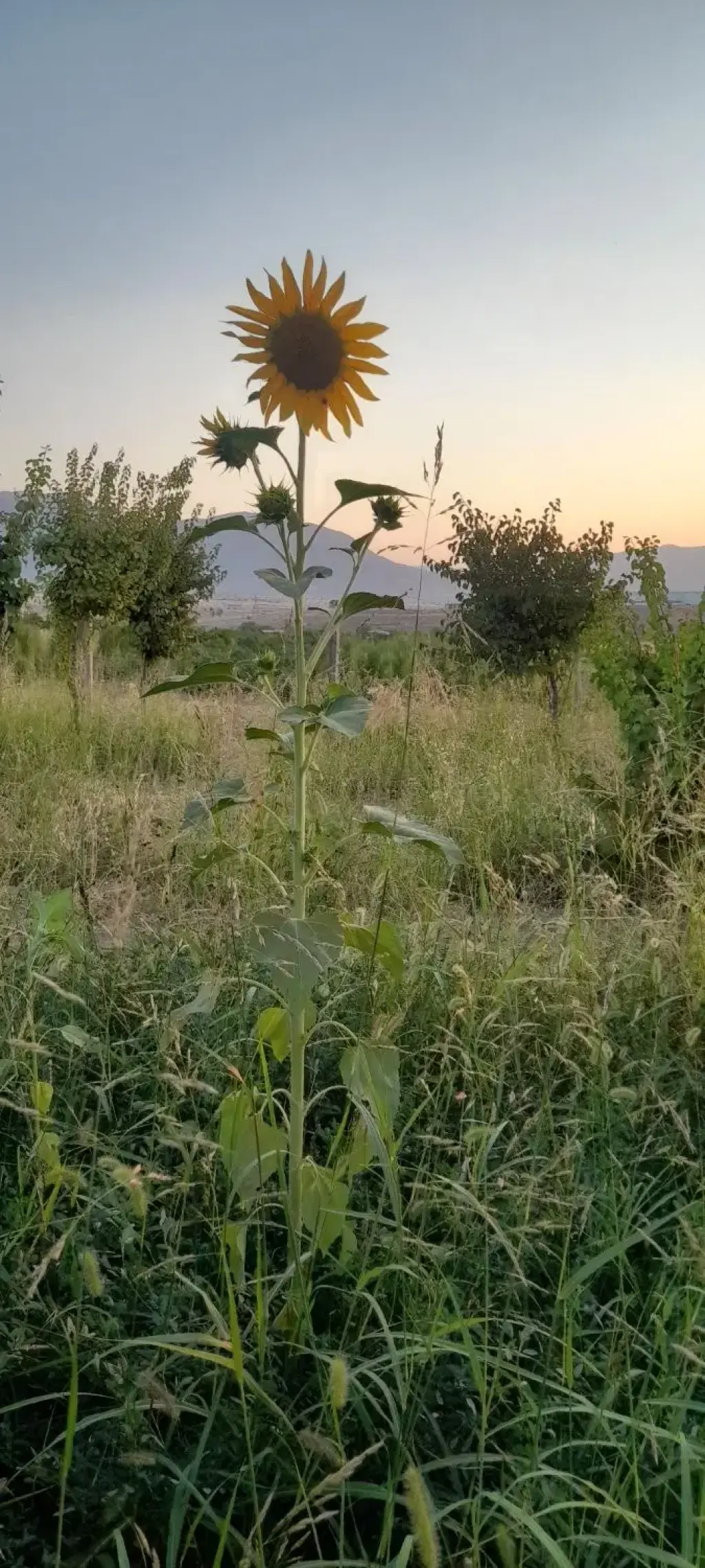 فروش اداری و تجاری 1000 متری در خانی‌آباد - تصویر 8