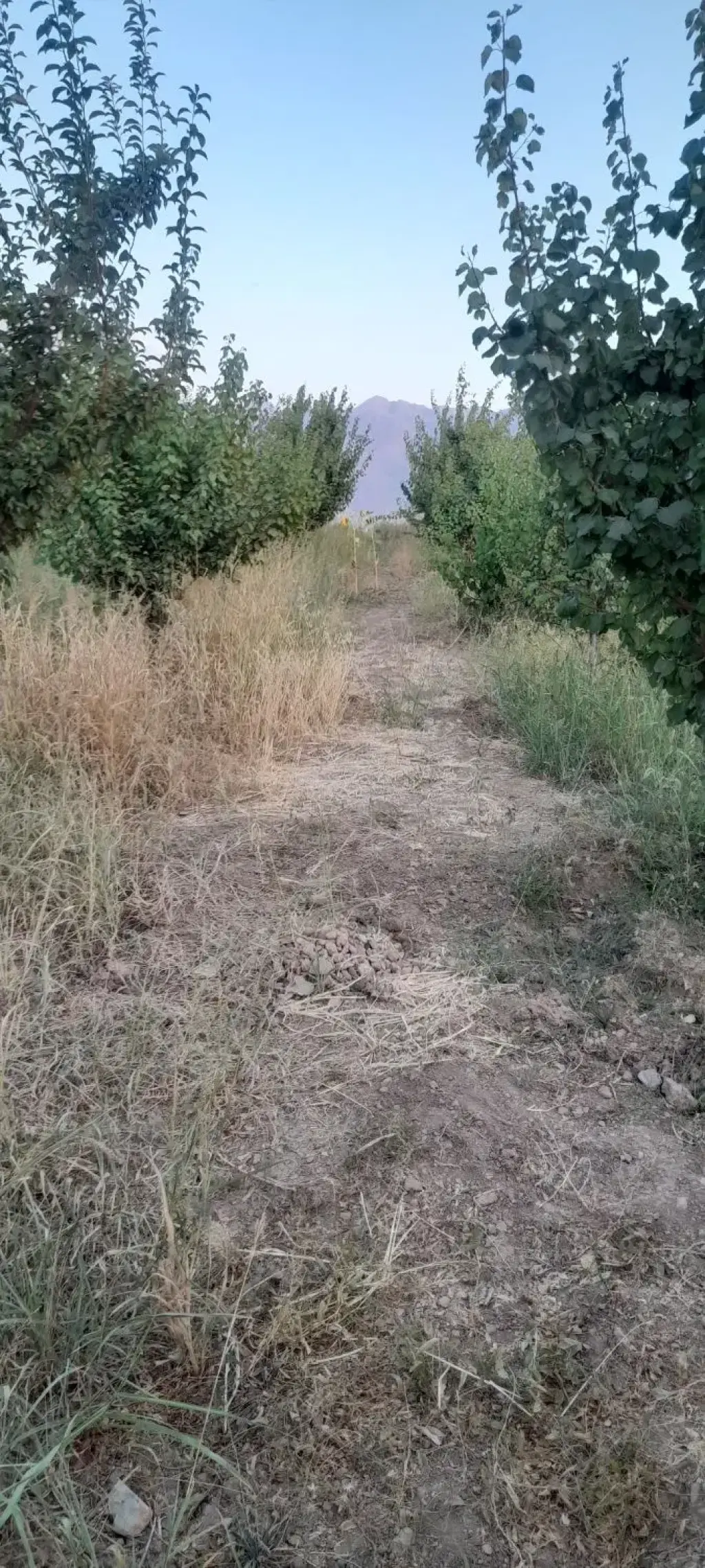 فروش اداری و تجاری 1000 متری در خانی‌آباد - تصویر 10