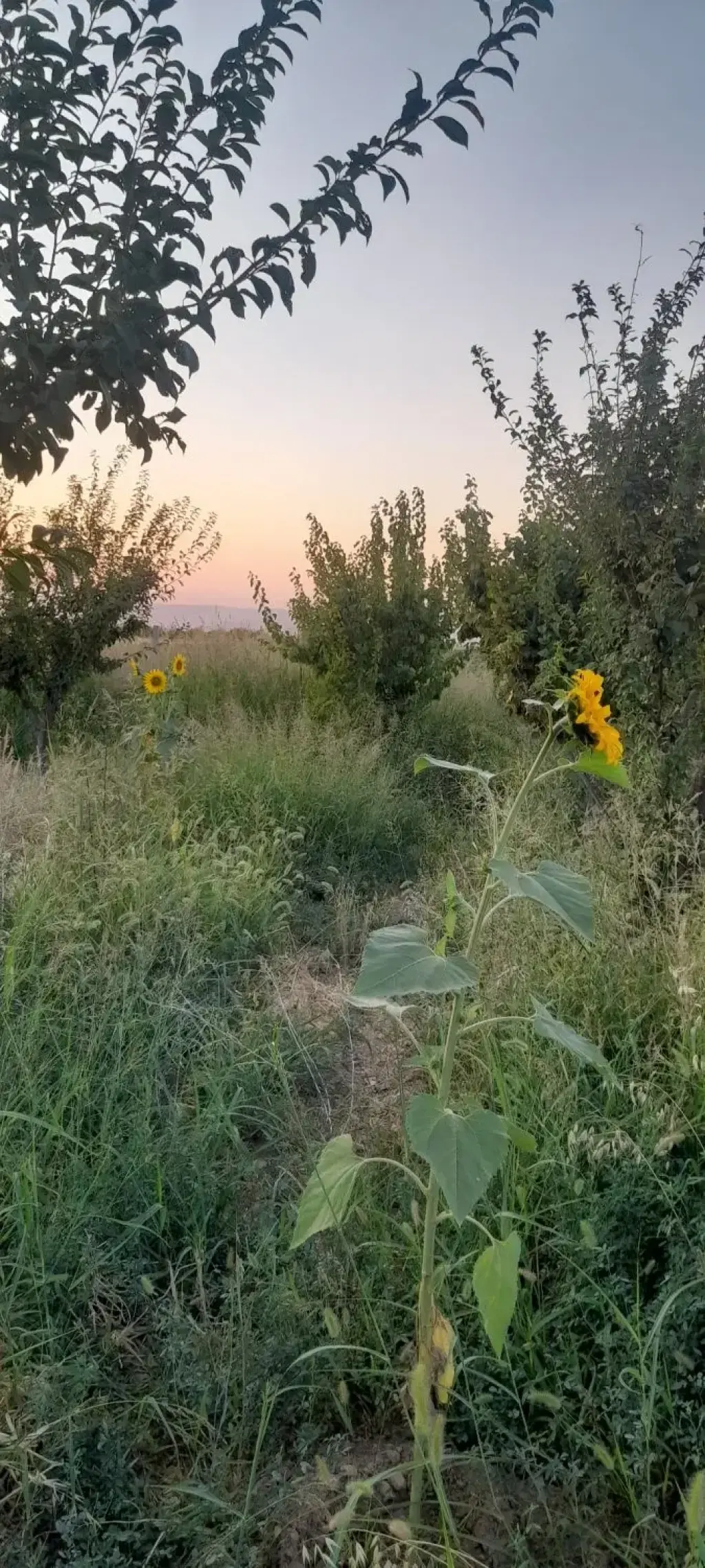 فروش اداری و تجاری 1000 متری در خانی‌آباد - تصویر 2