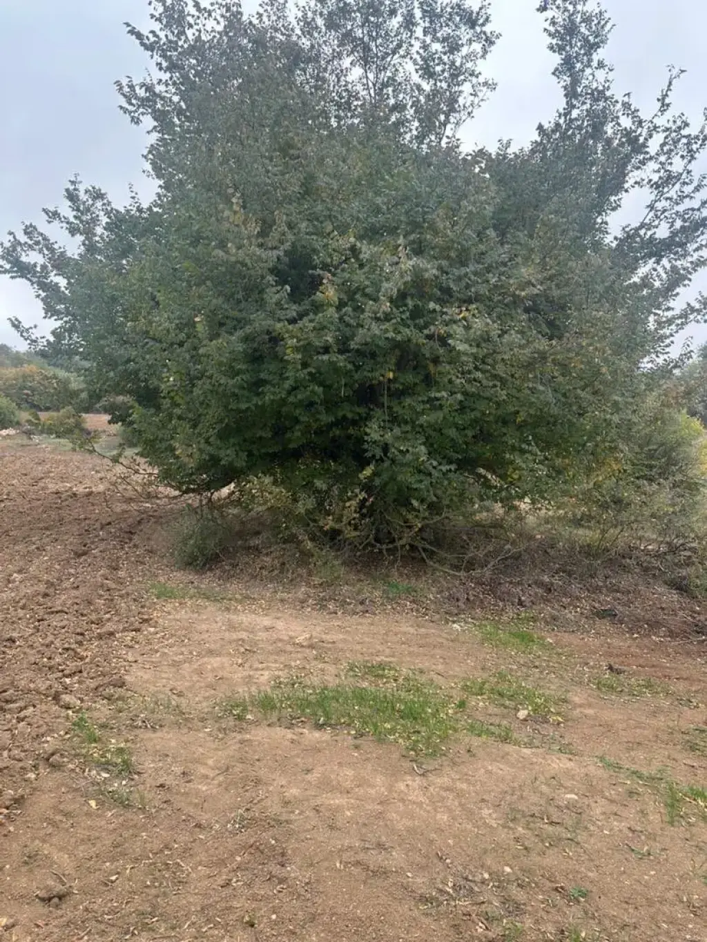 فروش اداری و تجاری 8100 متری در هفت چنار - تصویر 3