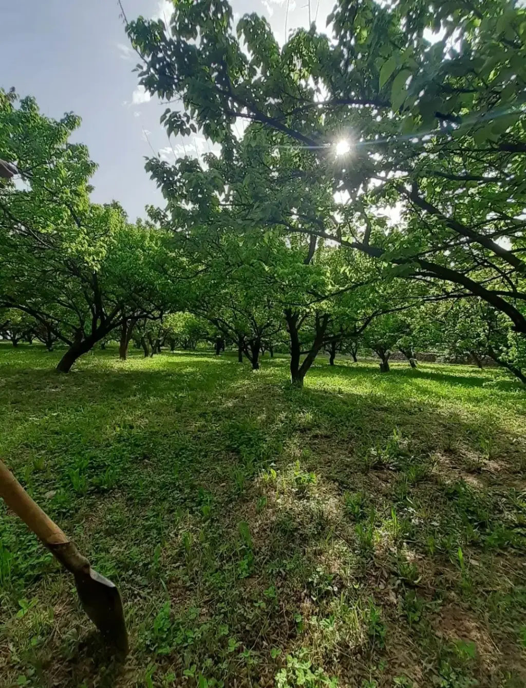 فروش زمین و کلنگی 400 متری در کیانشهر - تصویر 6