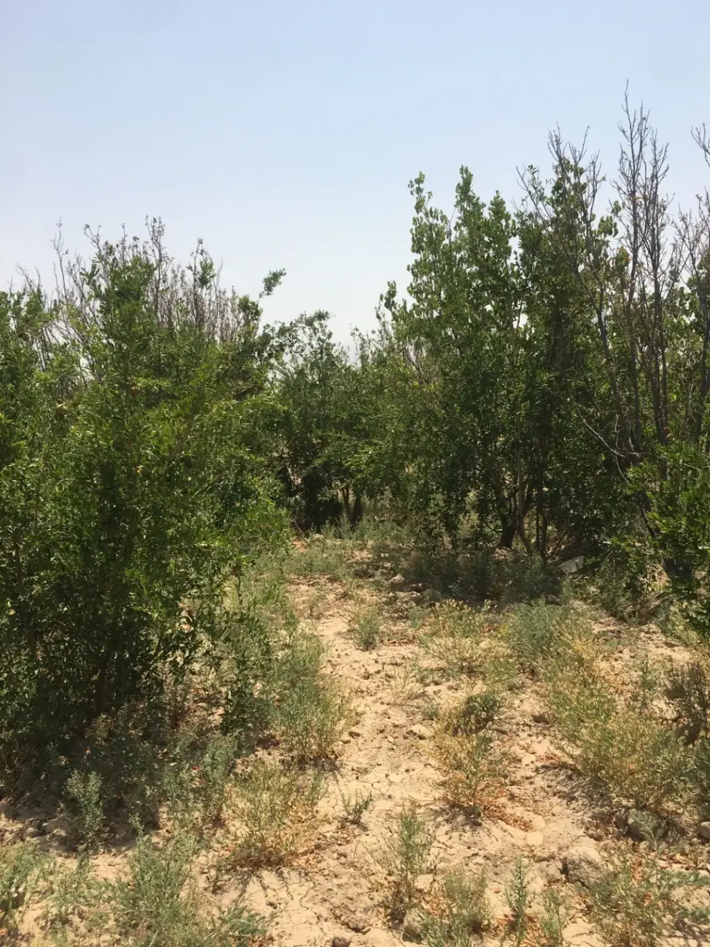 فروش اداری و تجاری 1220 متری در دکتر هوشیار - تصویر 3