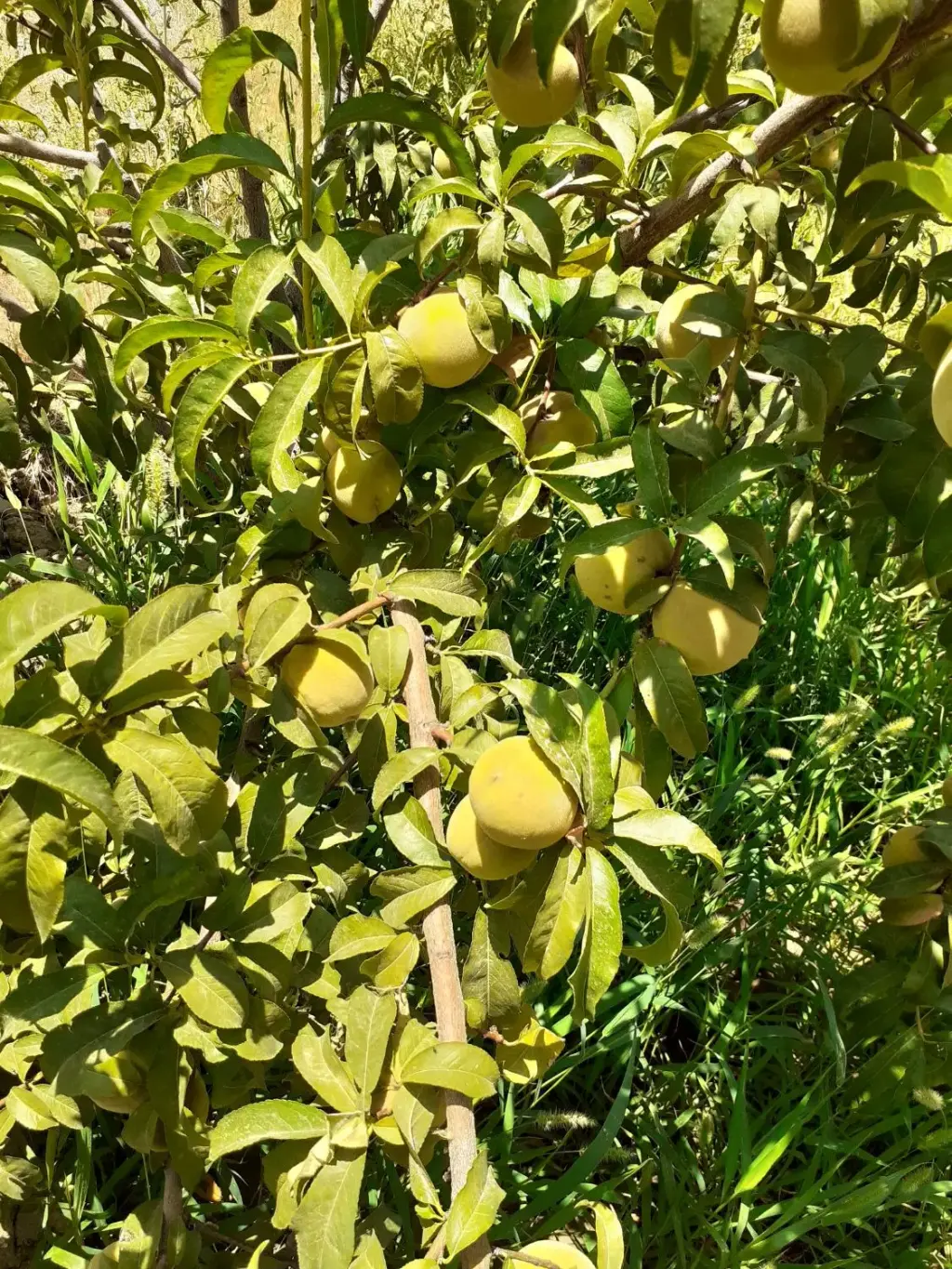 فروش اداری و تجاری 1900 متری در مولوی - تصویر 5