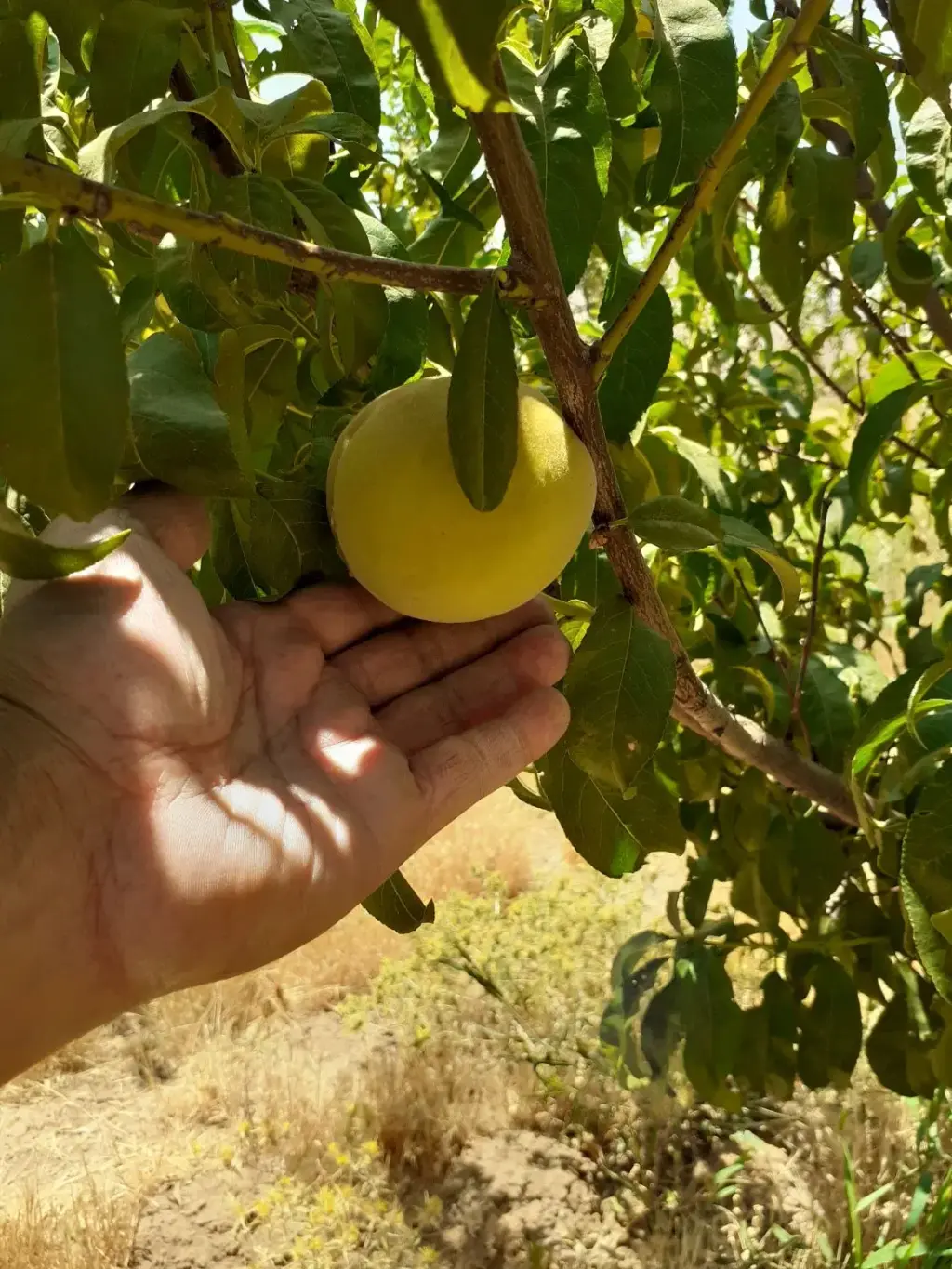 فروش اداری و تجاری 1900 متری در مولوی - تصویر 7