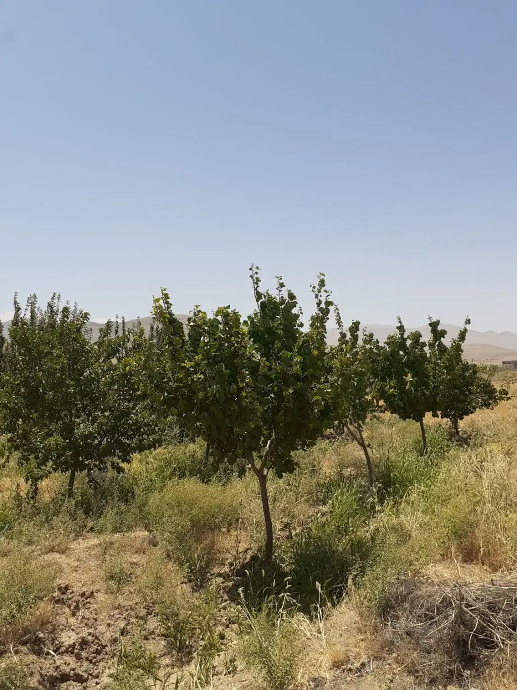 فروش اداری و تجاری 1900 متری در مولوی - تصویر 6