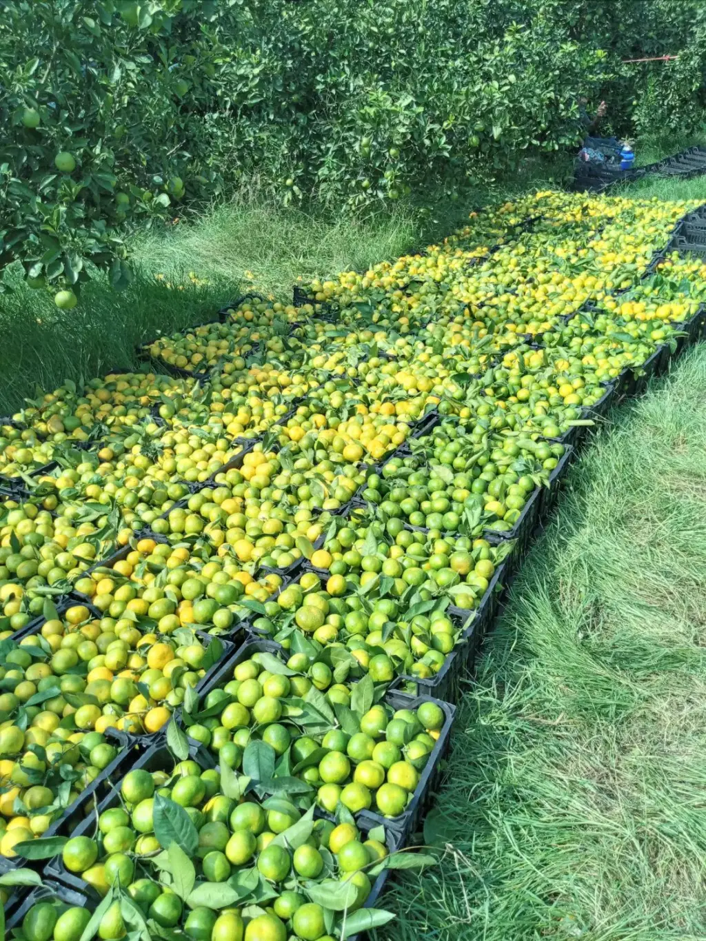 فروش اداری و تجاری 4600 متری در افسریه شمالی
