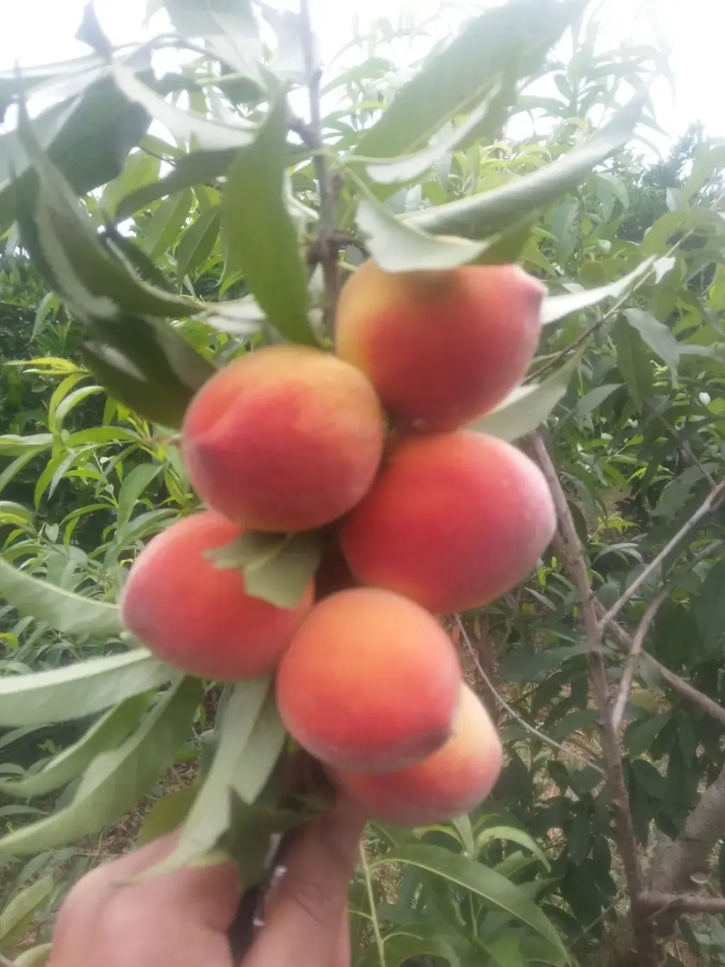 فروش اداری و تجاری 4600 متری در افسریه شمالی - تصویر 7