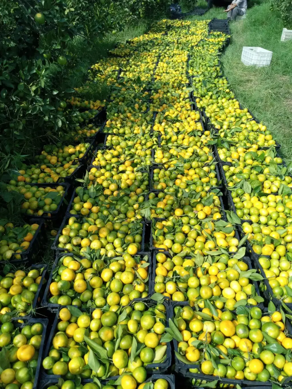 فروش اداری و تجاری 4600 متری در افسریه شمالی - تصویر 2