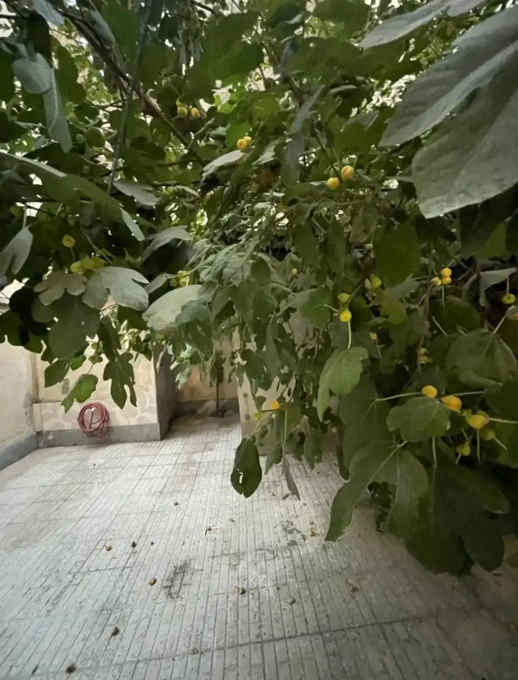 اجاره آپارتمان 60 متری در خانی آباد نو شمالی - تصویر 6