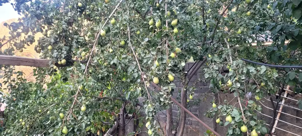 فروش خانه و ویلا 600 متری در حر - تصویر 17