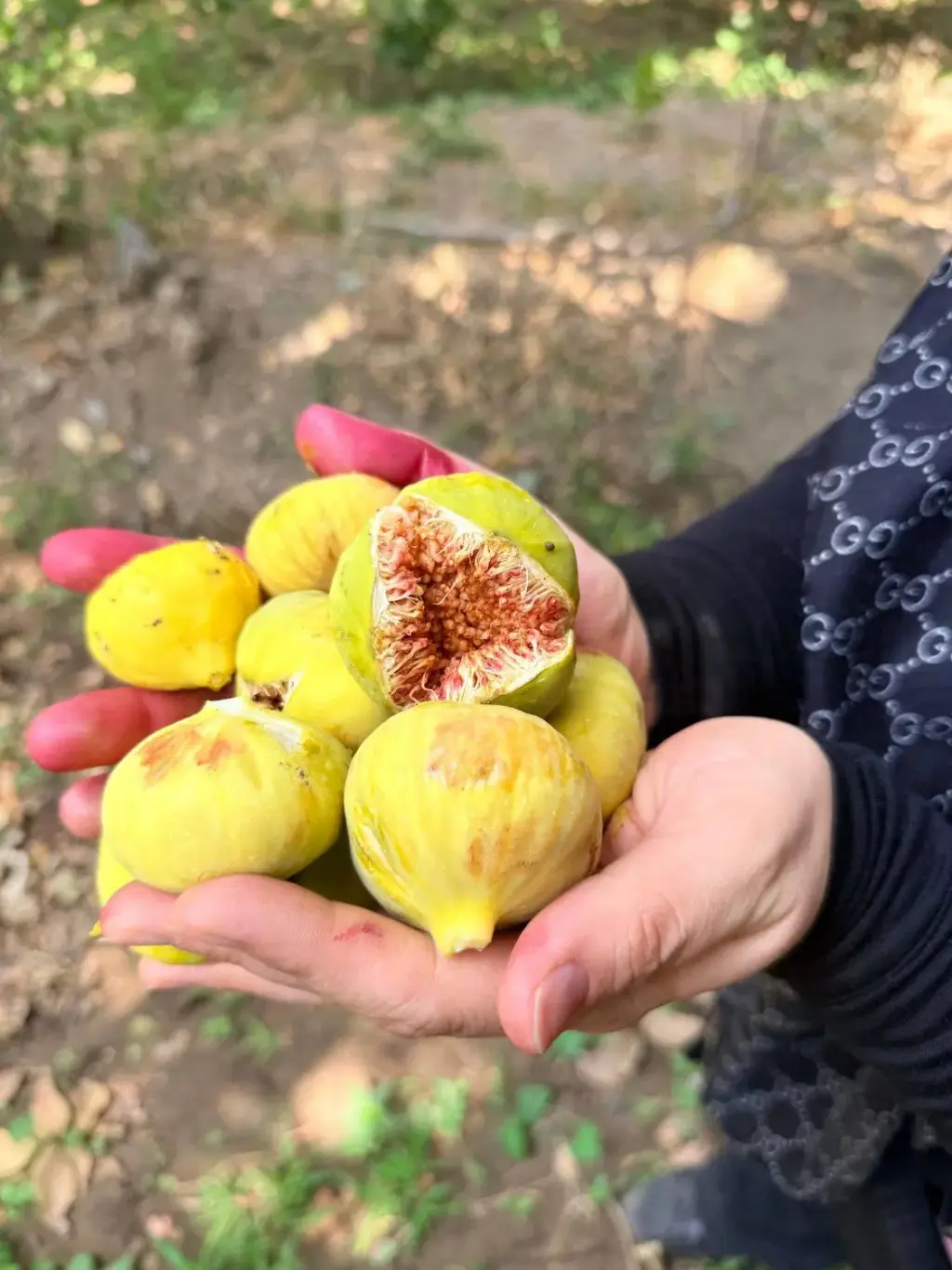 فروش زمین و کلنگی 1500 متری در شهران شمالی - تصویر 4