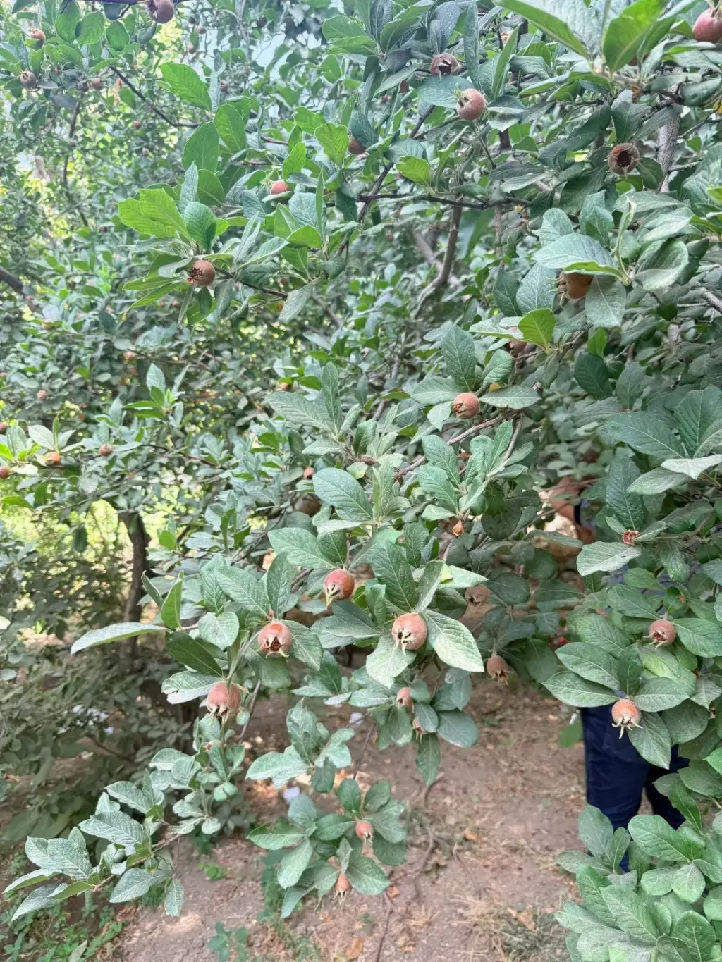 فروش زمین و کلنگی 1500 متری در شهران شمالی - تصویر 11