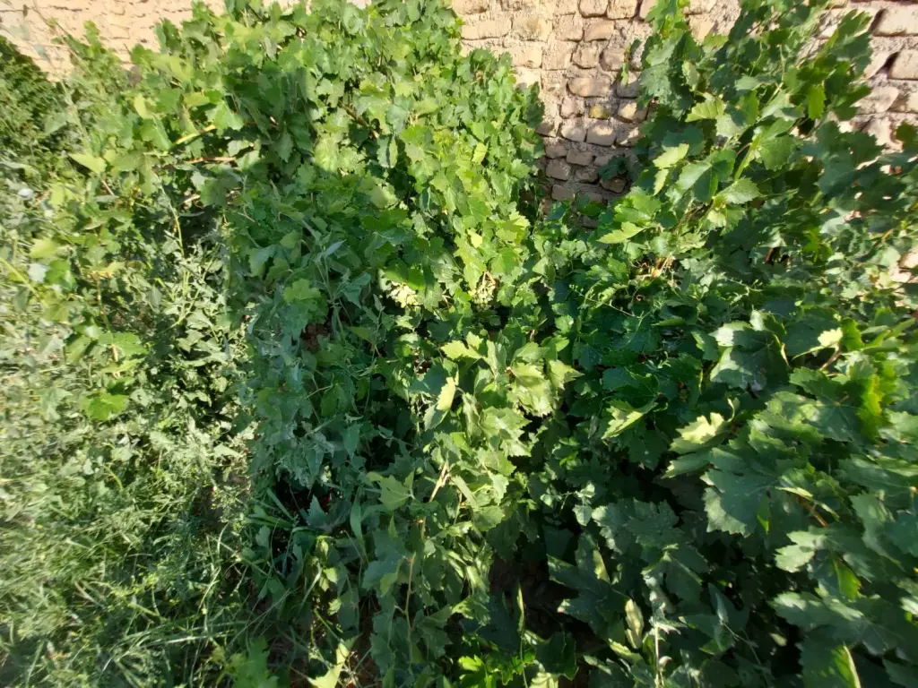 فروش اداری و تجاری 1000 متری در شکوفه - تصویر 7