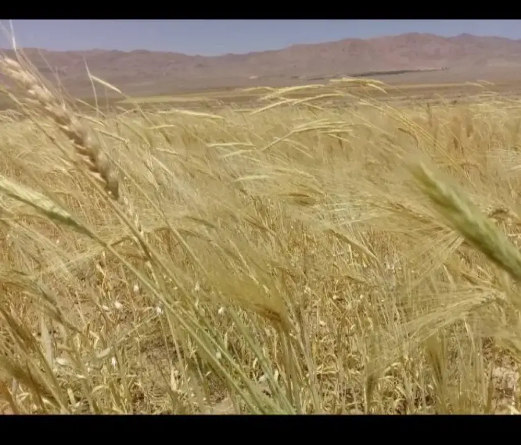 اجاره اداری و تجاری 1000000 متری در شهرک غرب - تصویر 4