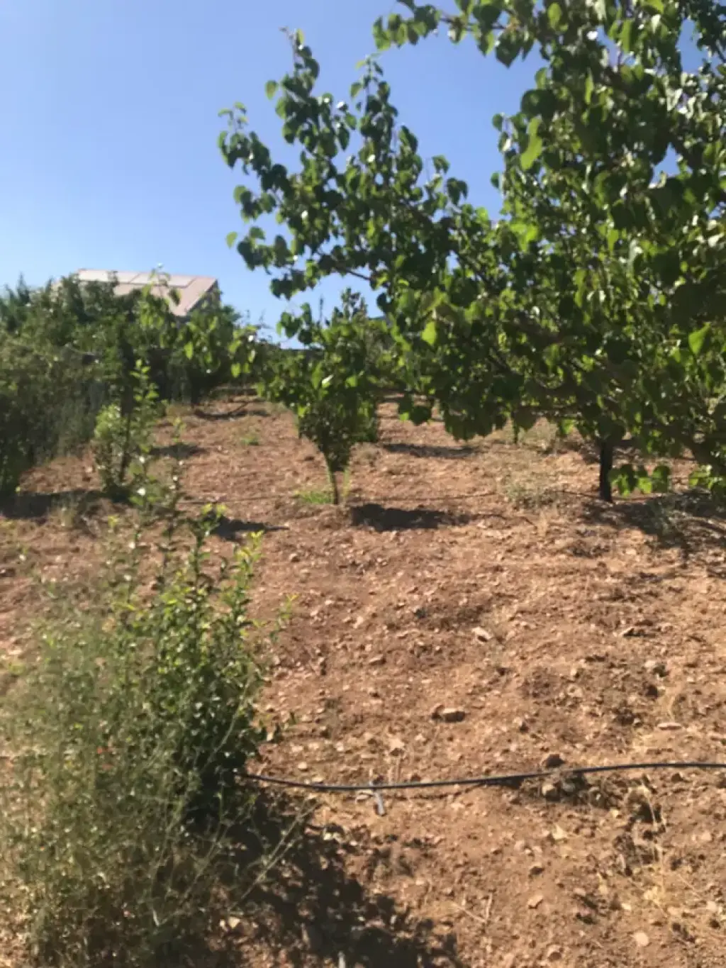 فروش خانه و ویلا 900 متری در فدک - تصویر 2