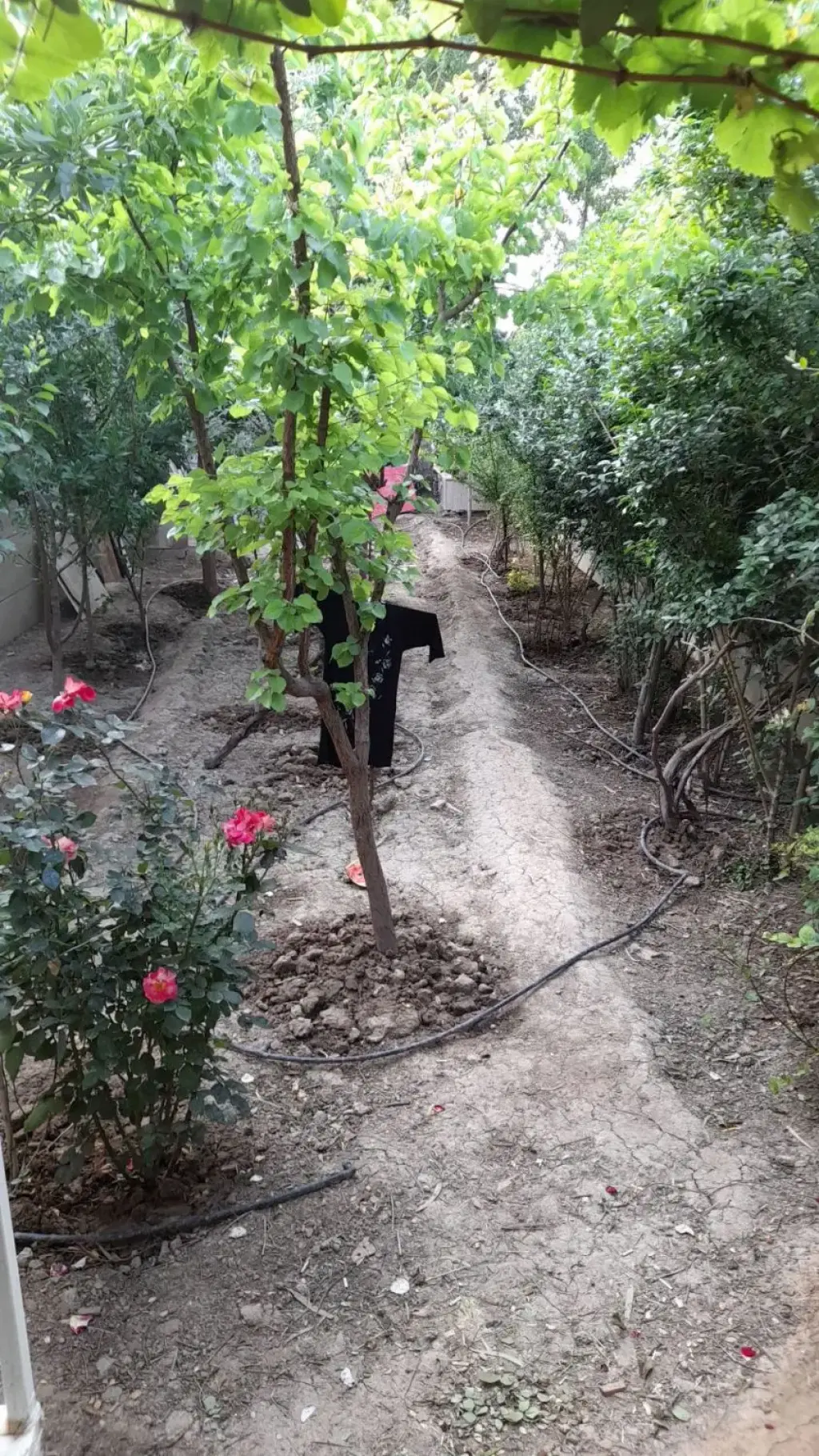 فروش خانه و ویلا 472 متری در شیخ هادی - تصویر 6