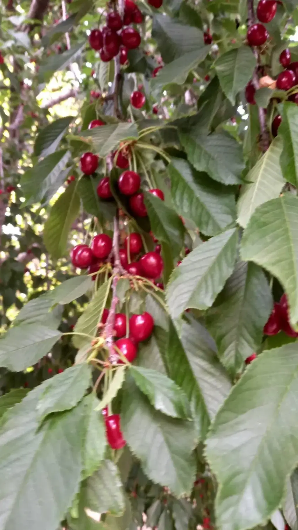 فروش اداری و تجاری 2500 متری در طرشت - تصویر 11