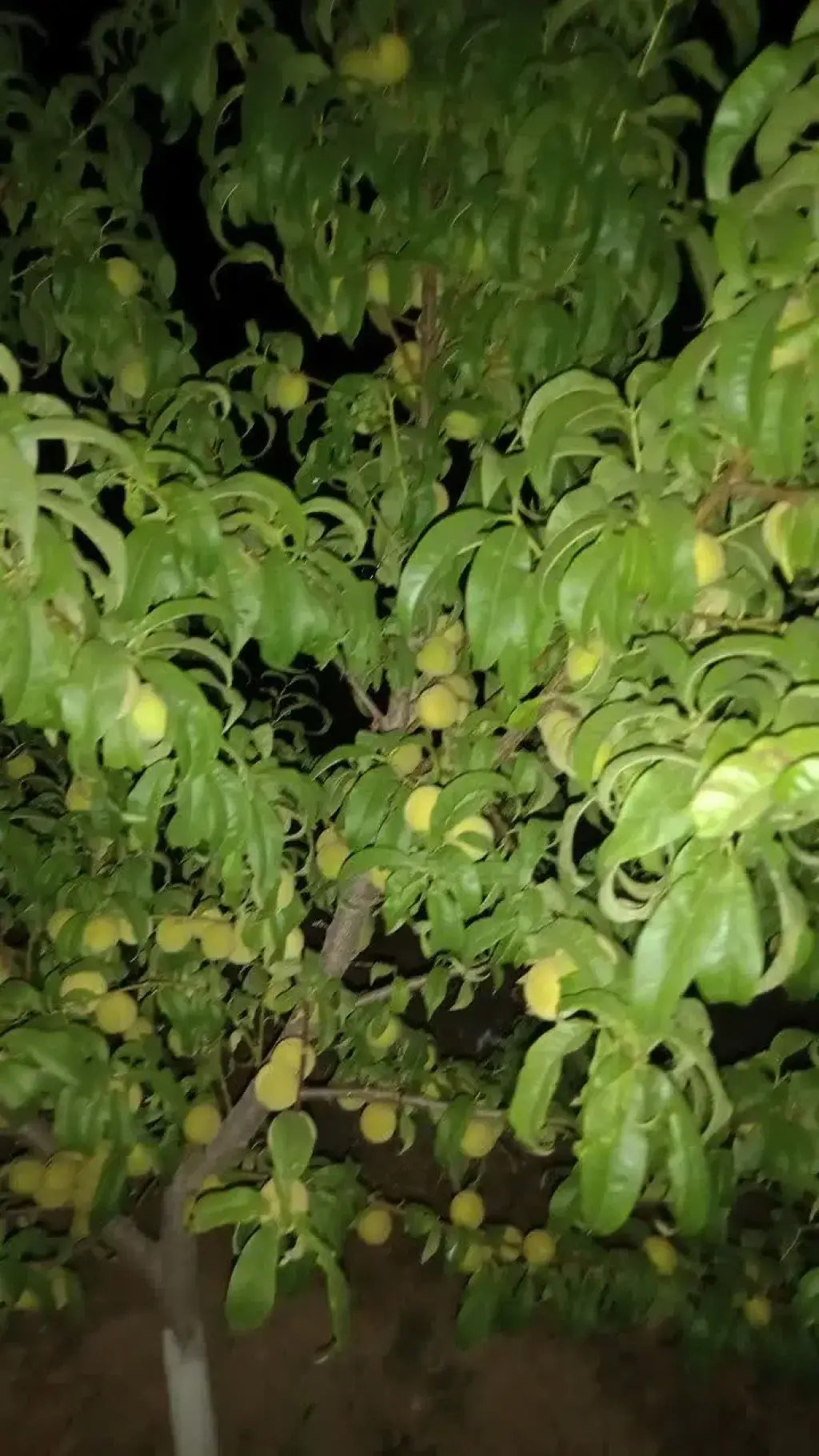 فروش اداری و تجاری 2500 متری در طرشت - تصویر 6