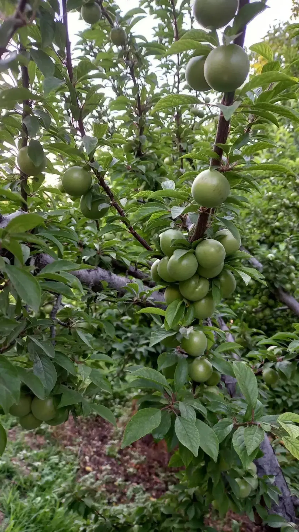 فروش اداری و تجاری 2500 متری در طرشت - تصویر 10