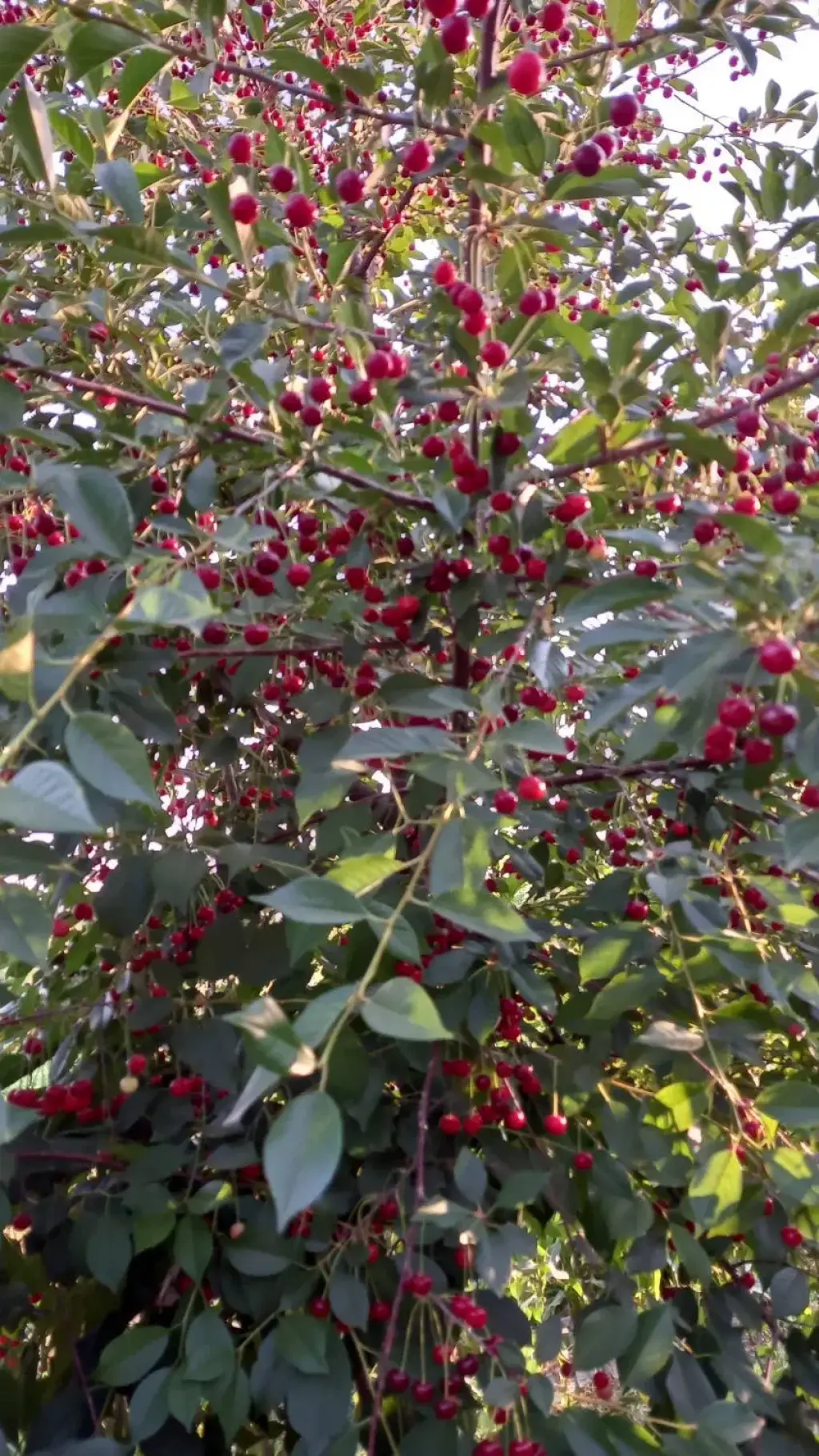 فروش اداری و تجاری 2500 متری در طرشت - تصویر 13