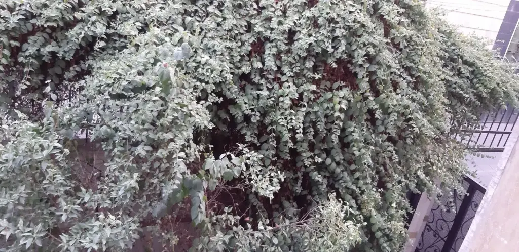 اجاره آپارتمان 55 متری در وحیدیه - تصویر 7