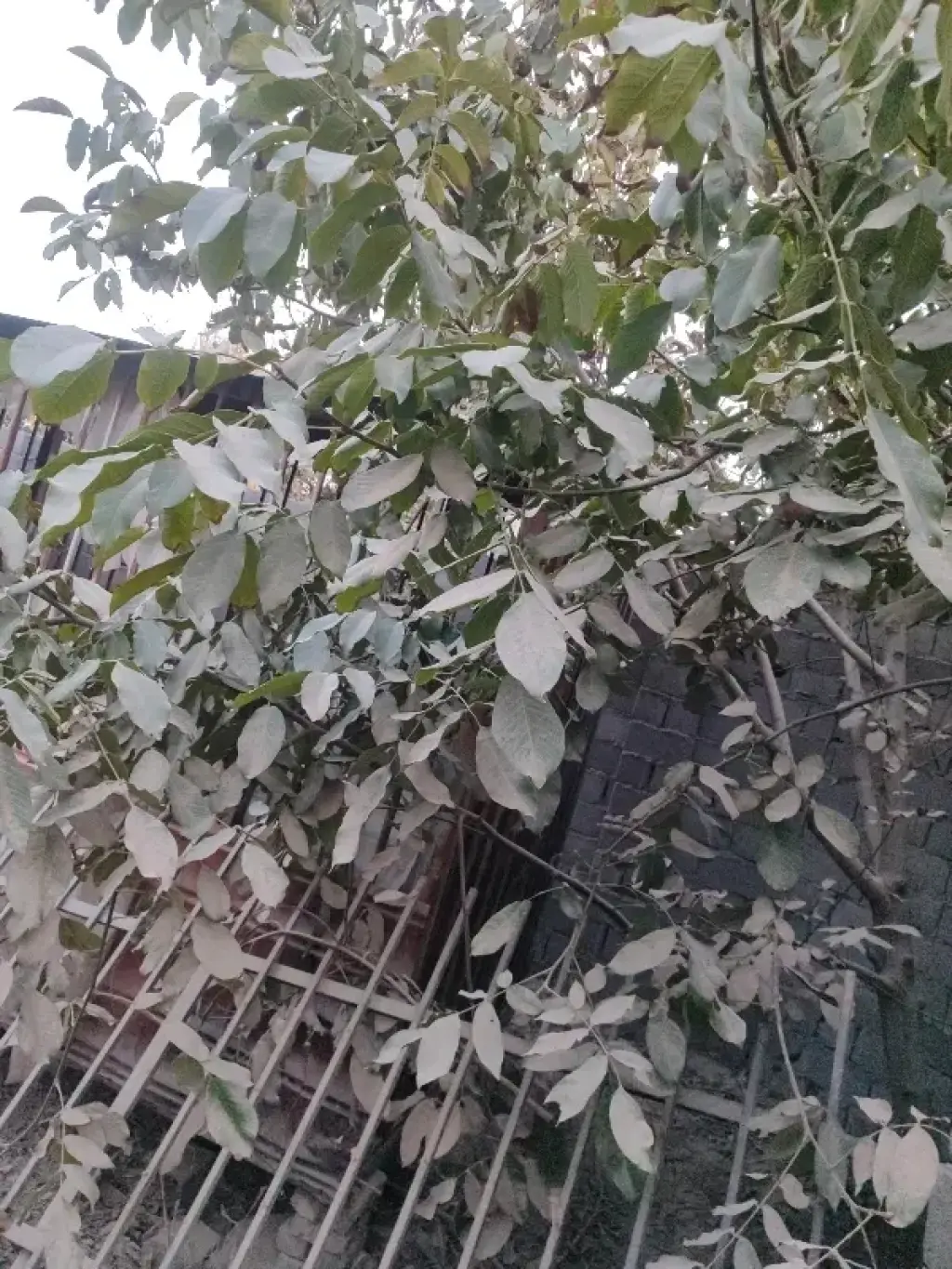 فروش خانه و ویلا 430 متری در هاشمی - تصویر 4