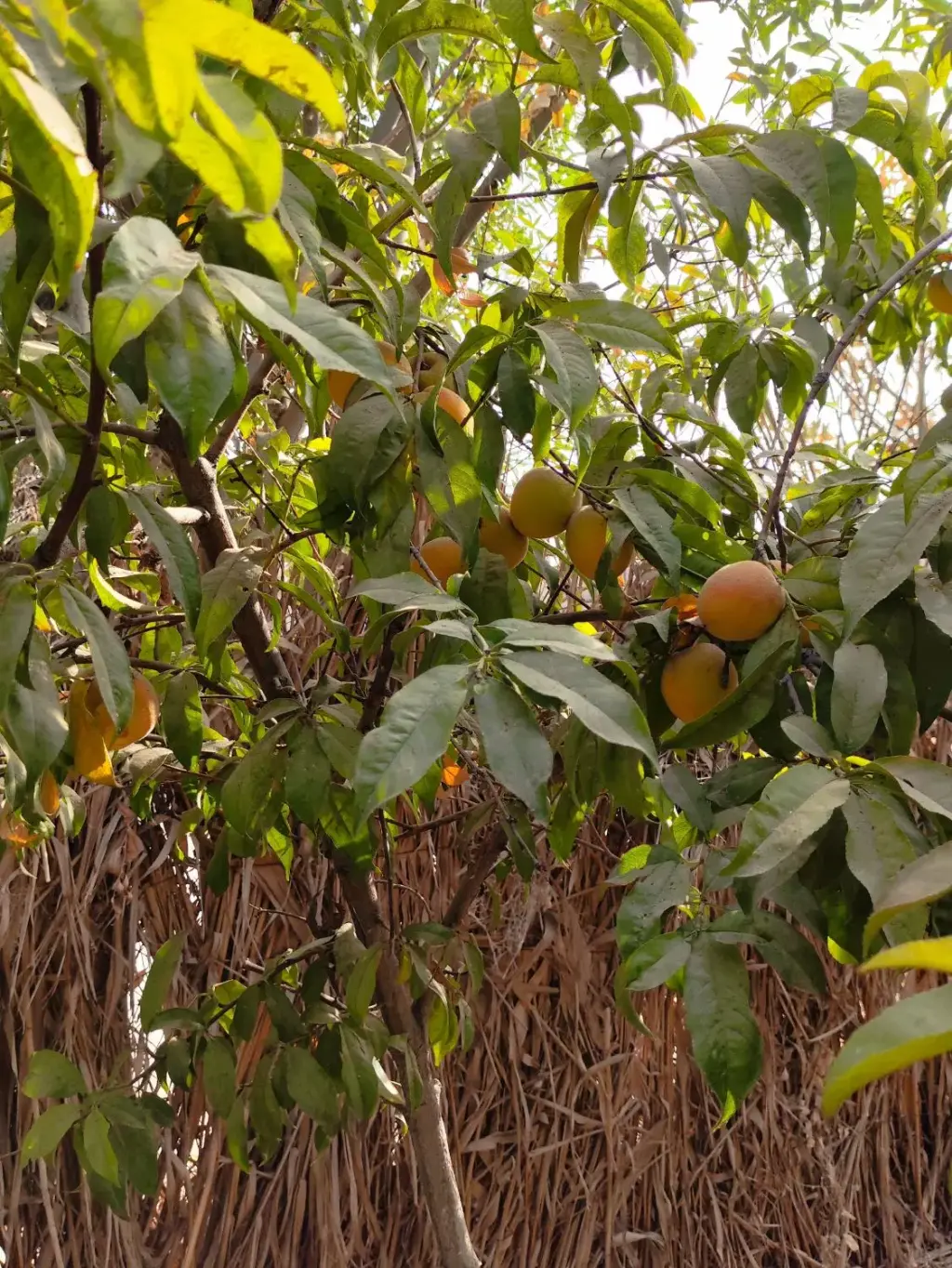 فروش اداری و تجاری 1000 متری در کیانشهر - تصویر 4