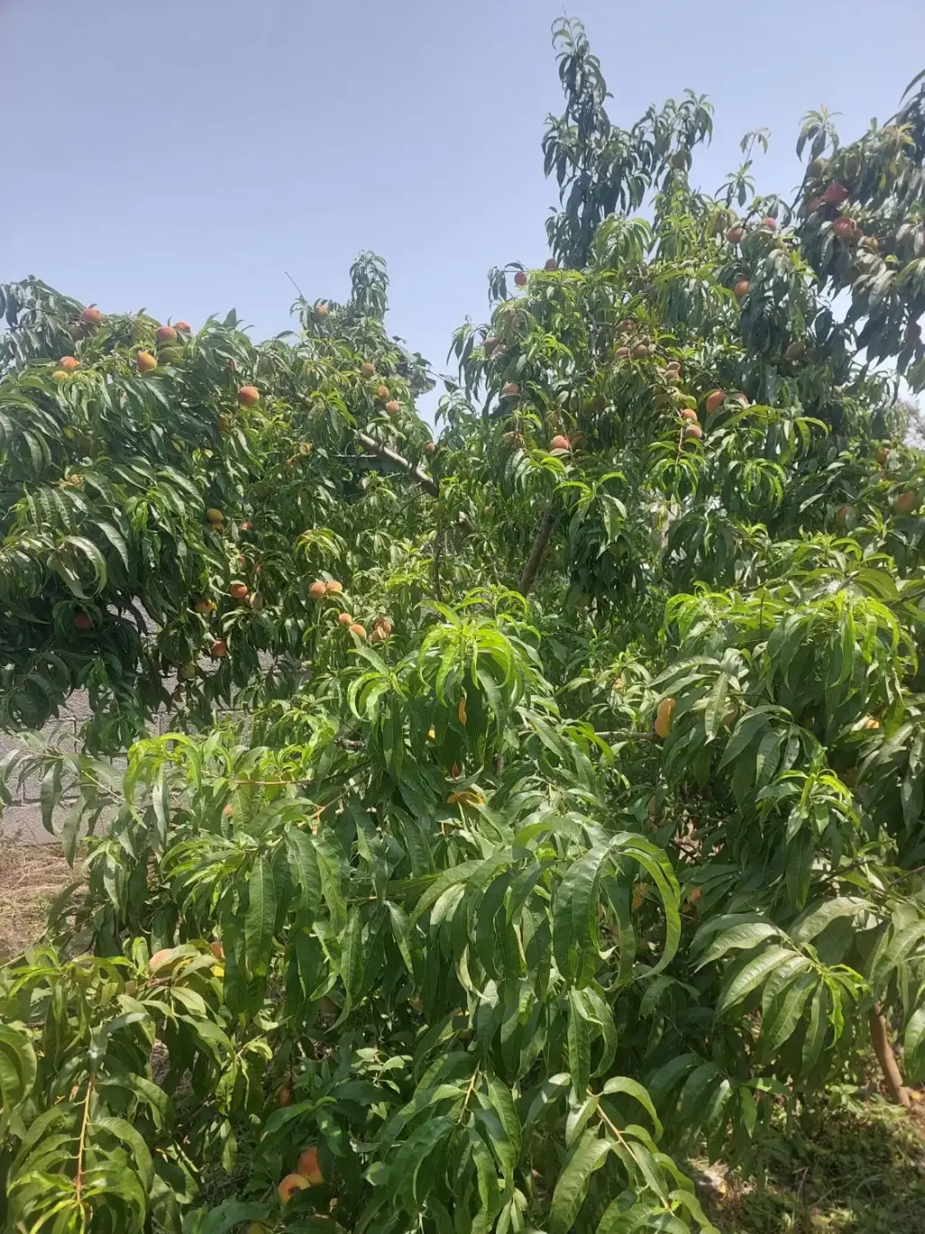 فروش زمین و کلنگی 350 متری در اکباتان - تصویر 3